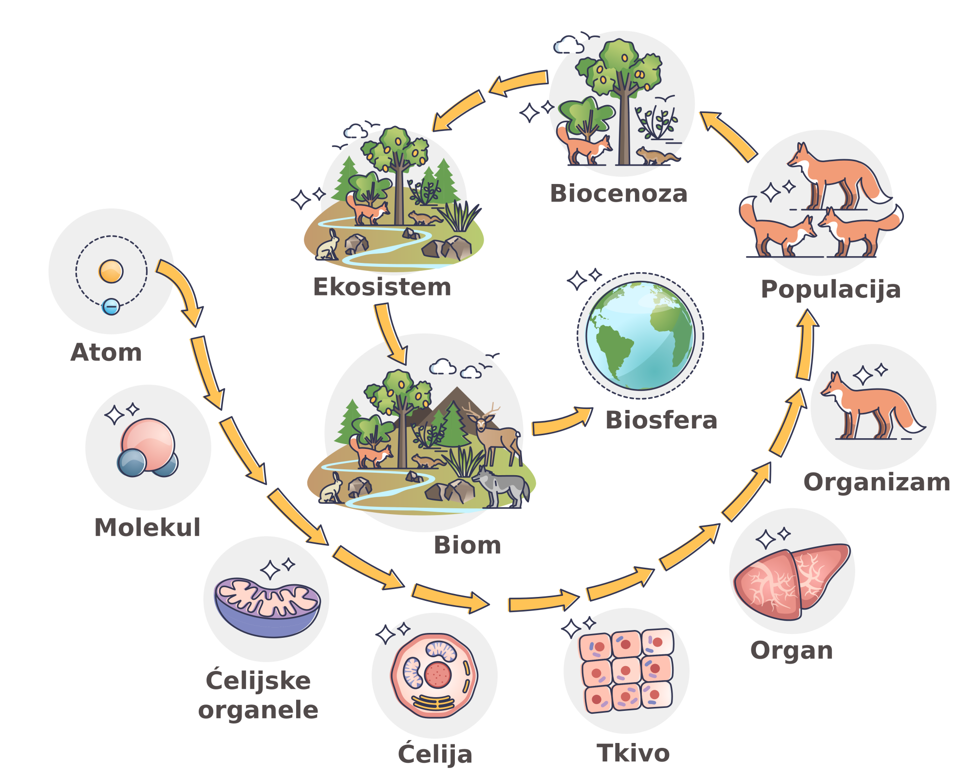 Biocenoza | Shtreber